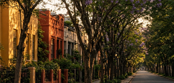 Illustrative image: a tree-lined Mexico City street of colorful houses at sunset